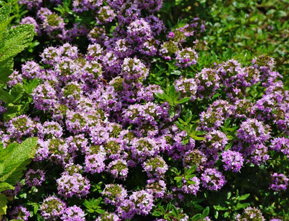 Summer Savory (Satureja hortensis) Herb Purple Flower Seeds