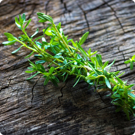 Summer Savory Seeds Satureja Hortensis heirloom non-gmo organic garden seeds