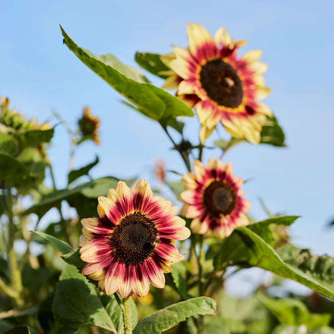Indian Blanket Sunflower Seeds