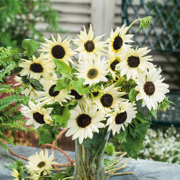 Semi di girasole Biancaneve