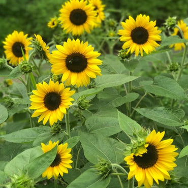 Dwarf Sunflower Seeds