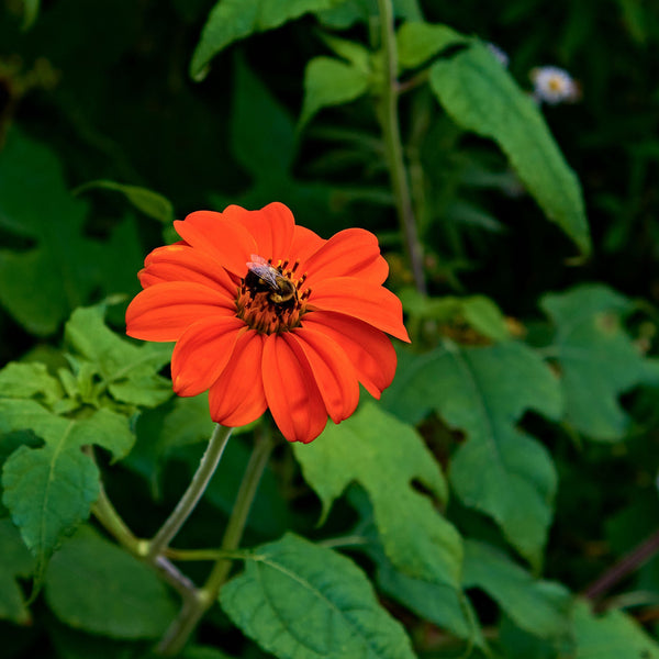 Mexican Sunflower Seeds