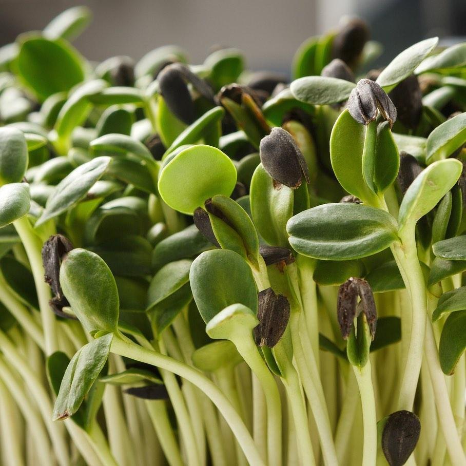 Sunflower Microgreens Flower seeds for Planting - Cottage Garden Essential, Heirloom & GMO Free Seeds for Home Garden