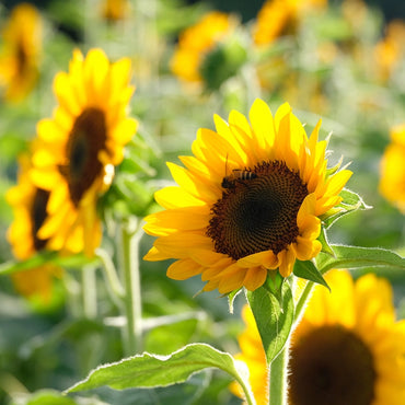 Evening Colors Sunflower Seeds