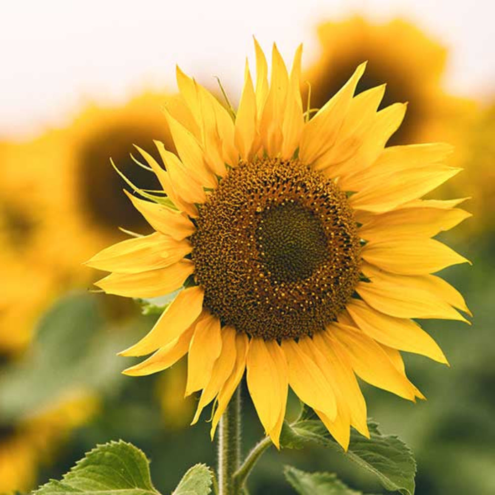 Peredovik Sunflower Seeds