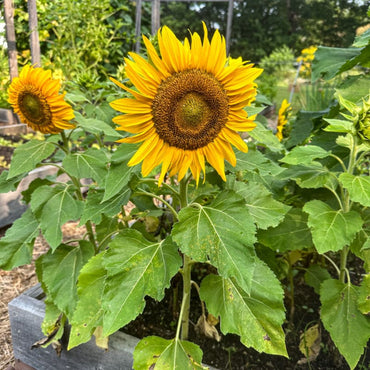 Sunspot Sunflower Seeds