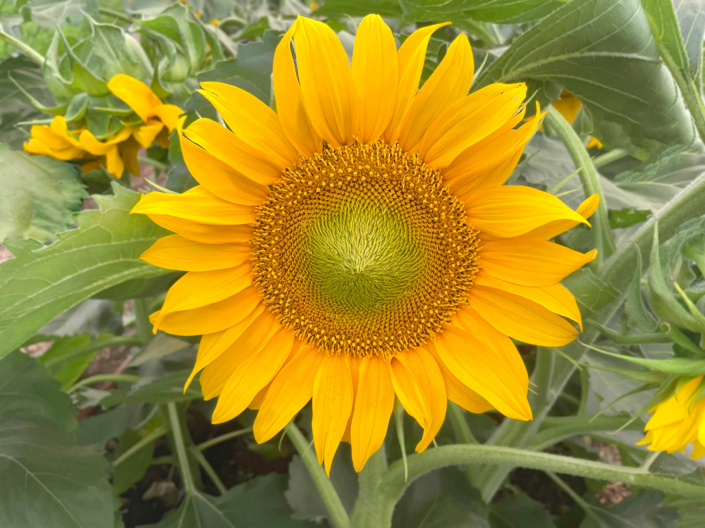 Dwarf Sunspot Sunflower Seeds
