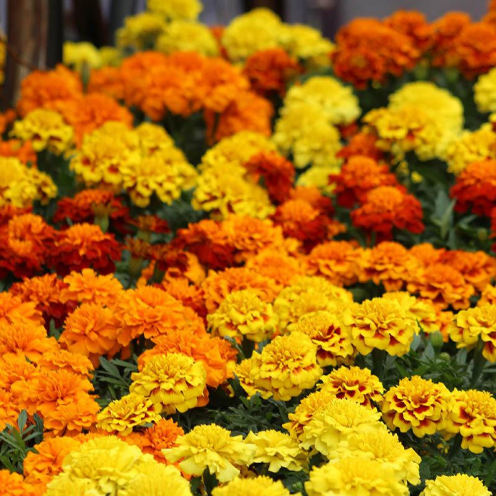 French Marigold 'Little Hero Mixed' – Compact & Colorful Garden Flower Blend