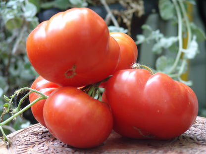 Early Goliath Tomato Vegetable Seeds