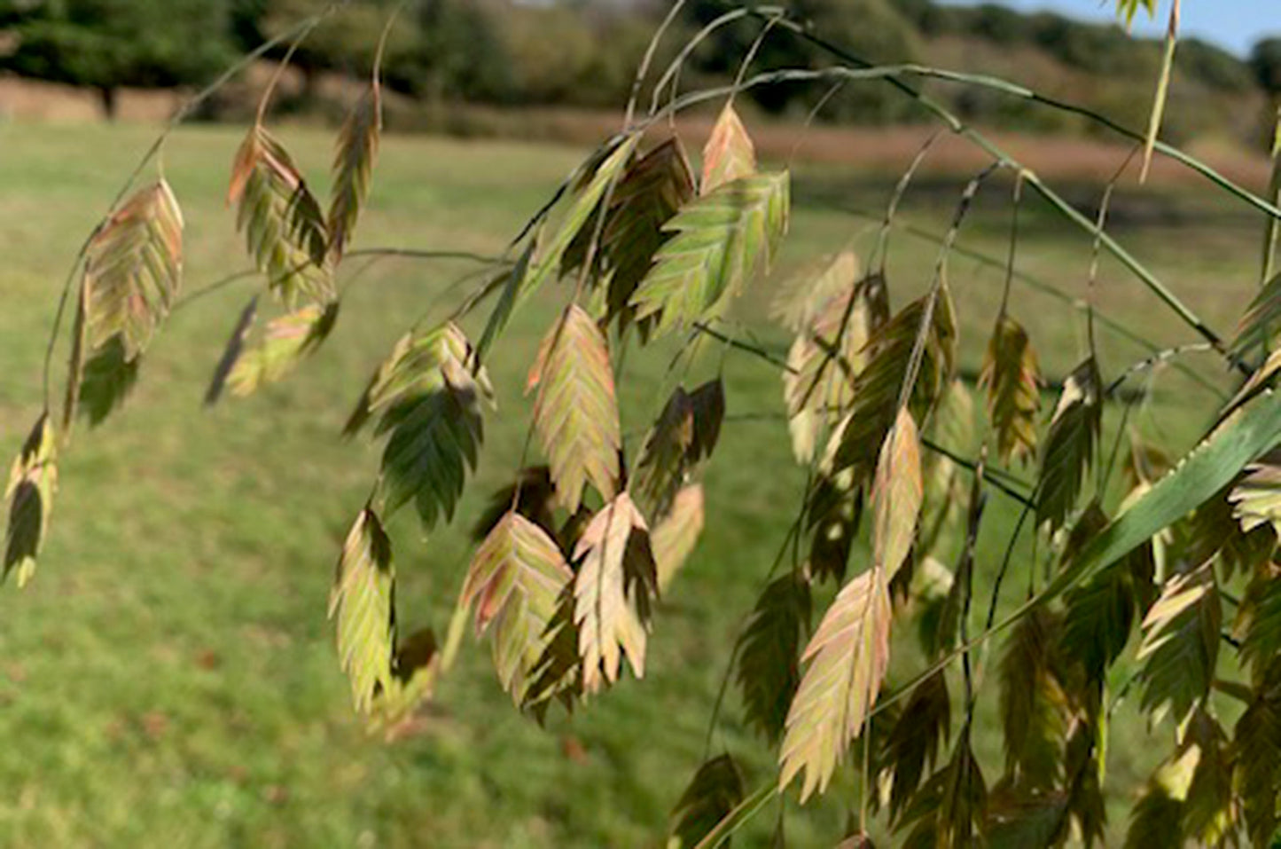Northern Sea Oats Plant Seeds