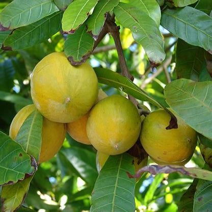 Abiu Fruit Seeds for Easy Planting