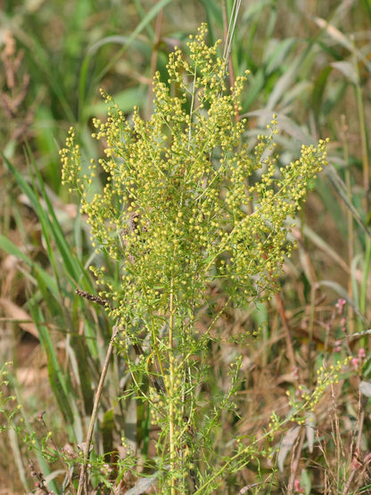 sweet annie plant seeds Artemisia Seeds Sweet Annie Artemisia Annua Organic Garden Seeds – Pure Asia Seeds
