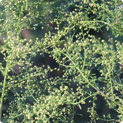 Artemisia Seeds Sweet Annie Artemisia Annua heirloom non-gmo organic garden seeds