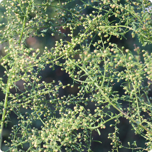 Artemisia Seeds Sweet Annie Artemisia Annua heirloom non-gmo organic garden seeds