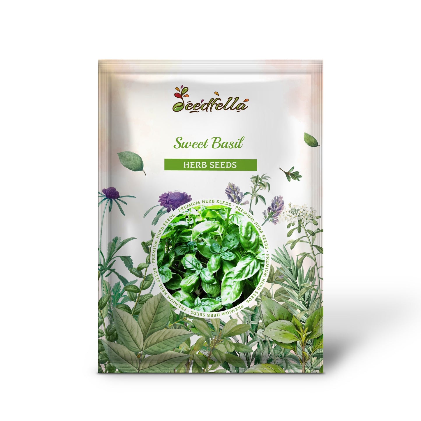 Sweet Basil (Ocimum basilicum) Herb White Flower Seeds