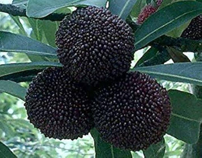 Black Myrica Rubra Seeds for Planting | Premium Fruit Seeds