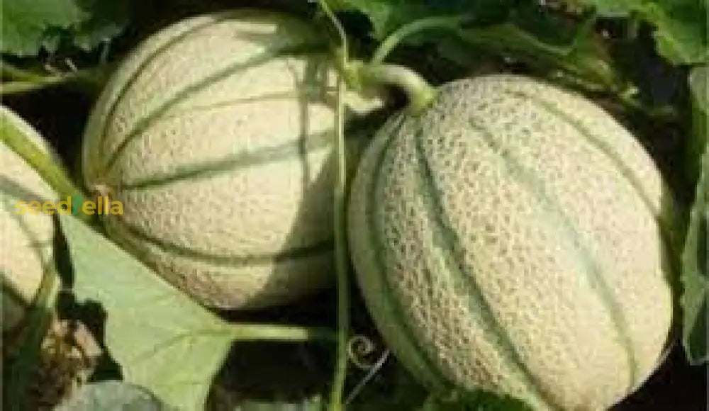 Brown Dew Melon Seeds for Planting