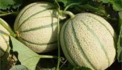Brown Dew Melon Seeds for Planting