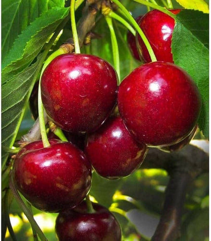 Cherry Fruit Seeds – Delicious, Home-Grown Cherries for Your Garden