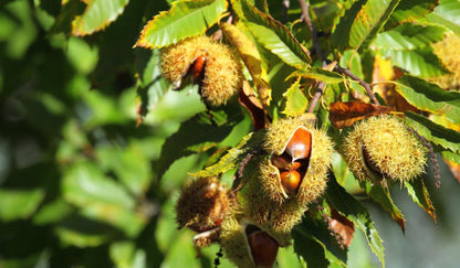 Süße Samen der Edelkastanie - Castanea sativa
