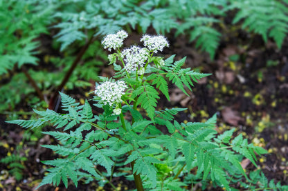 伝統種スイートシシリー花の種まき用 季節の開花植物 伝統種・遺伝子組み換えなし 家庭菜園用