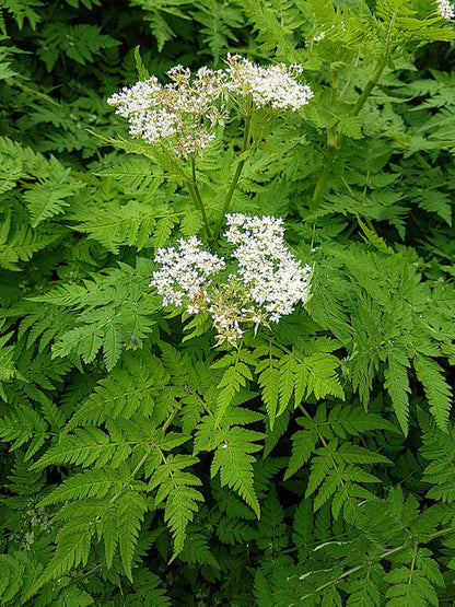 Sweet Cicely Myrrhis Odorata Herb Fragrant Flower Licorice Flavor Seeds heirloom non-gmo organic garden seeds