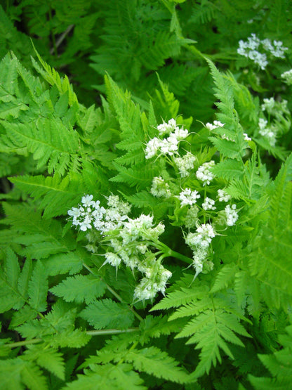甘み香草（ミルリス・オドラータ）薬草 香り高い花 甘草風味の種子