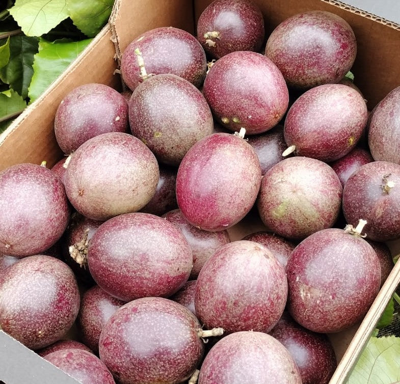 Plant Dark Purple Passion Fruit Seeds Premium Seeds for Gardening