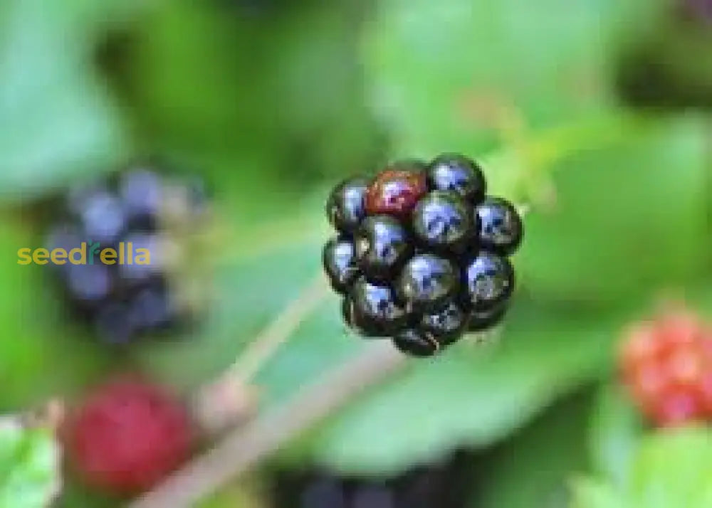 Dewberry Fruit Seeds for Planting - Grow Juicy Berries at Home