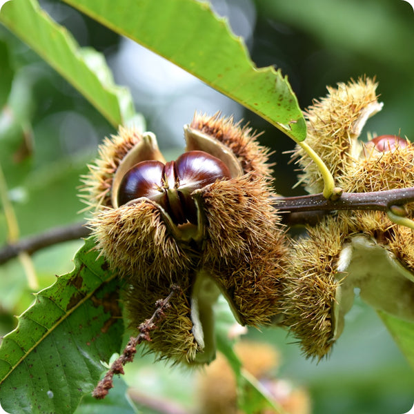 Sweet European Chestnut Tree Seeds Castanea Sativa heirloom non-gmo organic garden seeds