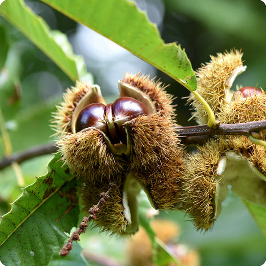 Sweet European Chestnut Tree Seeds Castanea Sativa heirloom non-gmo organic garden seeds