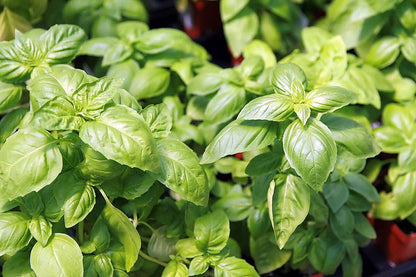Sweet Genovese Basil (Ocimum basilicum) - Herb Flower Seeds