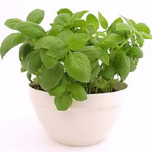 Sweet Genovese Basil Ocimum Basilicum Herb Flower Seeds heirloom non-gmo organic garden seeds