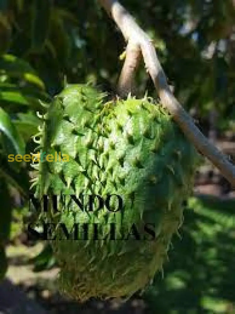 Giant Soursop Planting Seeds for Growing Exotic Fruit - Premium Quality, Easy to Grow