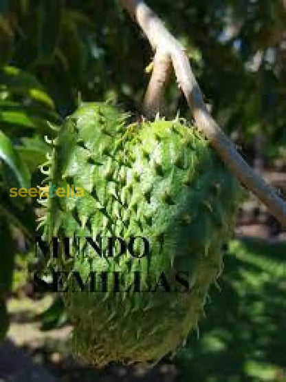 Giant Soursop Planting Seeds for Growing Exotic Fruit - Premium Quality, Easy to Grow