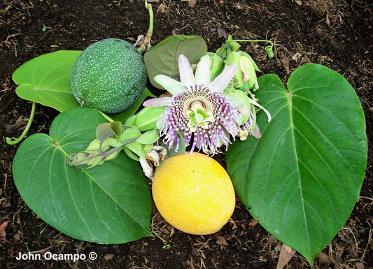 Sweet Granadilla Passiflora Ligularis Yellow Passionfruit – Huge Purple & White Flower Yellow Orange Fruit Vine Seeds heirloom non-gmo organic garden seeds