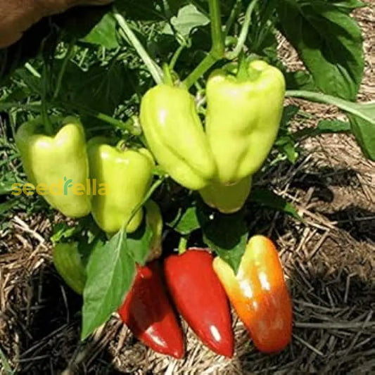 Sweet Gypsy Pepper Vegetable Seeds For Planting heirloom non-gmo organic garden seeds