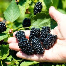 Sweet Harvest Seeds: Berry Fruit Planting Pack