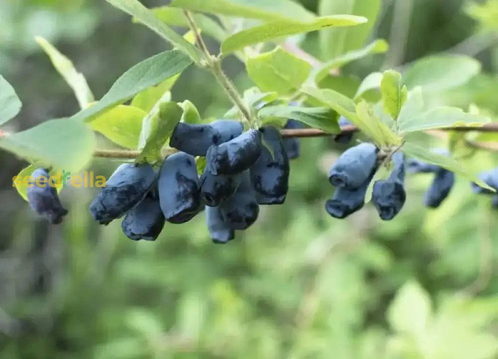Haskap Fruit Seeds for Planting - Grow Your Own Delicious Haskap Berries