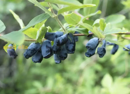 Haskap Fruit Seeds for Planting - Grow Your Own Delicious Haskap Berries