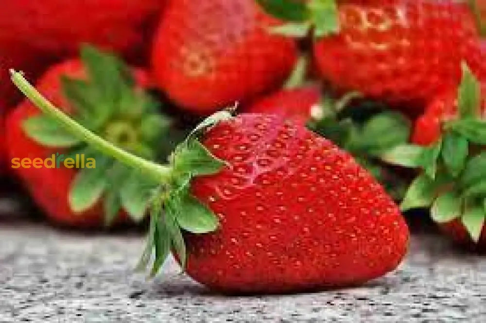 Japanese Hokowase Strawberry Seeds for Planting - Sweet & Juicy Fruit Seeds