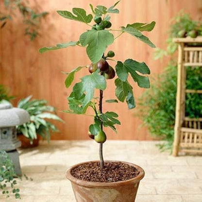Four Seasons Sweet Honey Fig Seeds – Ideal for Balcony Vegetables and Fruits