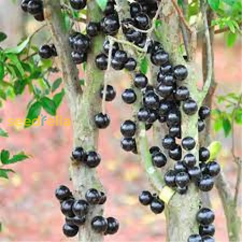 Jaboticaba Fruit Seeds for Planting Grow Exotic Tropical Fruit in Your Garden