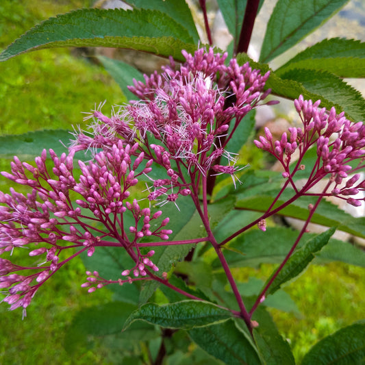Joe Pye Weed Flower Seeds