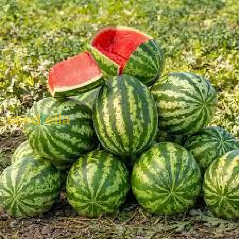Klondike Watermelon Seeds for Planting Sweet & Juicy Melons