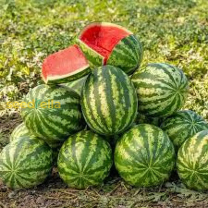 Klondike Watermelon Seeds for Planting Sweet & Juicy Melons