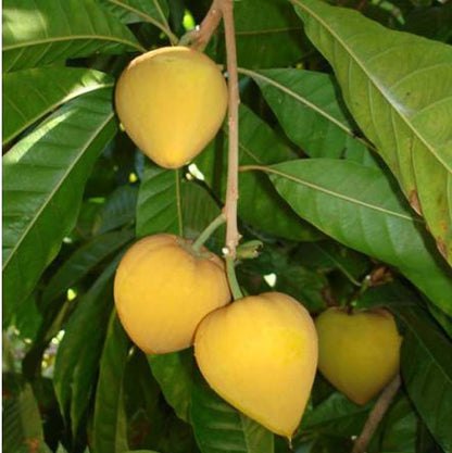 Premium Lucuma Fruit Seeds | Perfect for Home Gardens