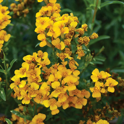 Yellow Mexican Tarragon Flower seeds for Planting - Low Maintenance, Heirloom & GMO Free Seeds for Home Garden