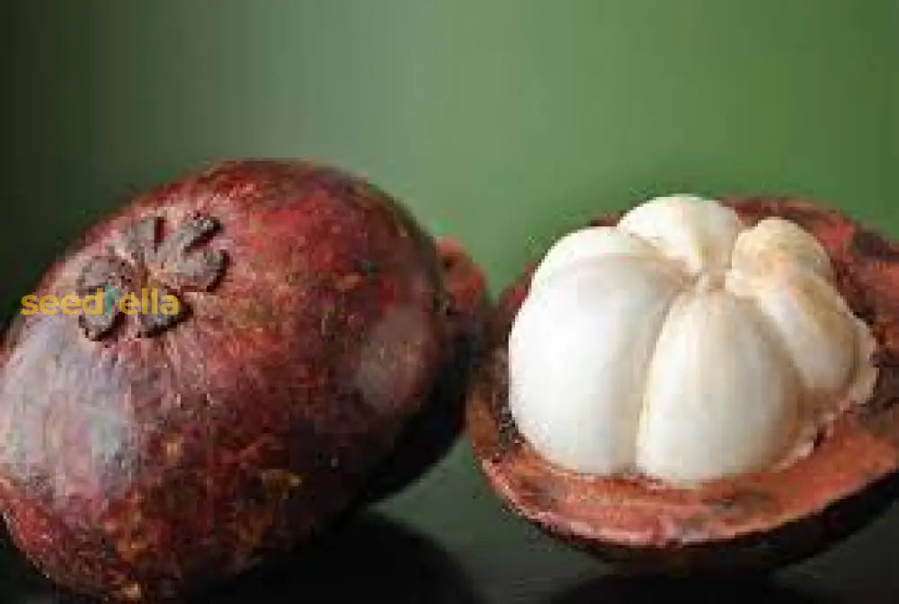 Mangosteen Seeds for Planting - Exotic Fruit Seeds for Home Garden