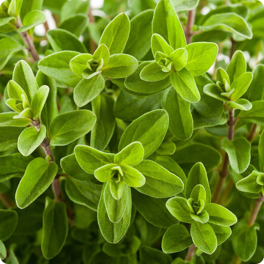Sweet Marjoram Seeds Origanum Majorana heirloom non-gmo organic garden seeds